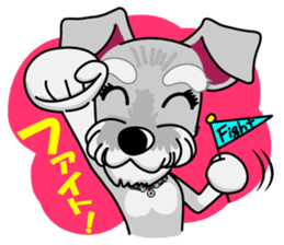 Miniature Schnauzer named Chacha. sticker #7707158