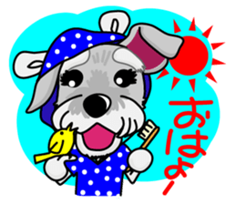 Miniature Schnauzer named Chacha. sticker #7707160