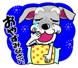 Miniature Schnauzer named Chacha. sticker #7707161
