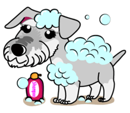 Miniature Schnauzer named Chacha. sticker #7707163