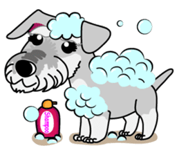 Miniature Schnauzer named Chacha. sticker #7707163