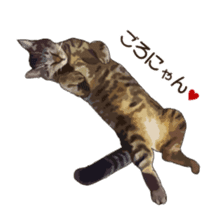 LIFE with lovely cats sticker #7710352