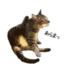 LIFE with lovely cats sticker #7710354