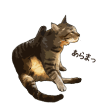 LIFE with lovely cats sticker #7710354