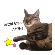 LIFE with lovely cats sticker #7710355