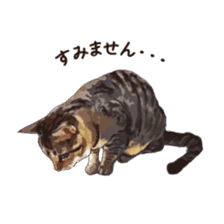 LIFE with lovely cats sticker #7710357