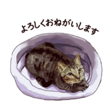 LIFE with lovely cats sticker #7710359