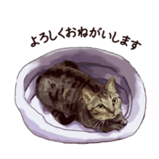 LIFE with lovely cats sticker #7710359