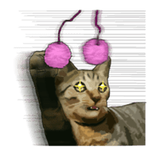 LIFE with lovely cats sticker #7710373