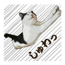 LIFE with lovely cats sticker #7710374