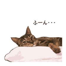 LIFE with lovely cats sticker #7710384