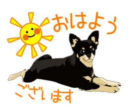 Chihuahua of COCO and LOUIS honorific sticker #7728188