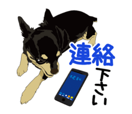 Chihuahua of COCO and LOUIS honorific sticker #7728200