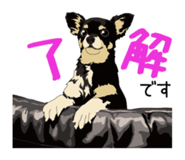 Chihuahua of COCO and LOUIS honorific sticker #7728210