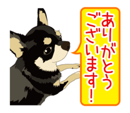 Chihuahua of COCO and LOUIS honorific sticker #7728215