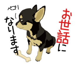 Chihuahua of COCO and LOUIS honorific sticker #7728220
