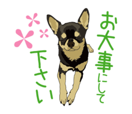 Chihuahua of COCO and LOUIS honorific sticker #7728225