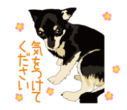 Chihuahua of COCO and LOUIS honorific sticker #7728226