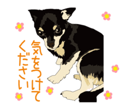 Chihuahua of COCO and LOUIS honorific sticker #7728226