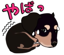 Dachs3 plus sticker #7729731