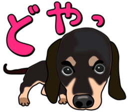 Dachs3 plus sticker #7729739