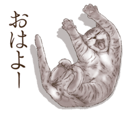 Strange pose cat 4 sticker #7731564