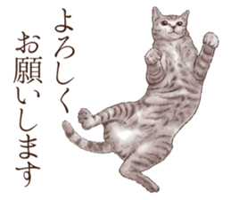 Strange pose cat 3 sticker #7732411