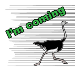 Birds of the world sticker #7740234