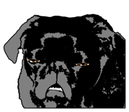 black pug sticker #7749514