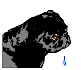 black pug sticker #7749519