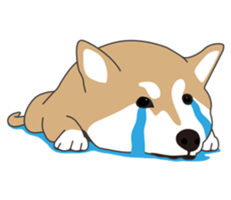 Mr. Shiba Inu sticker #7760384
