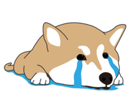 Mr. Shiba Inu sticker #7760384