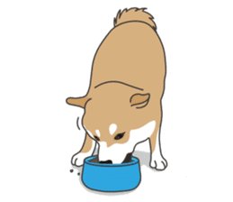 Mr. Shiba Inu sticker #7760391