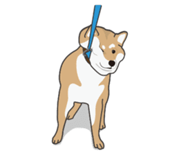 Mr. Shiba Inu sticker #7760394