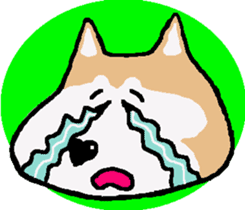 Shiba inu MOMO chan the third as well! 5 sticker #7771876