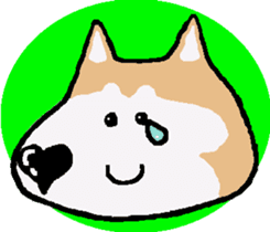 Shiba inu MOMO chan the third as well! 5 sticker #7771878