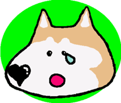 Shiba inu MOMO chan the third as well! 5 sticker #7771879