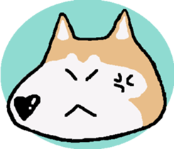 Shiba inu MOMO chan the third as well! 5 sticker #7771880
