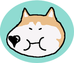 Shiba inu MOMO chan the third as well! 5 sticker #7771883