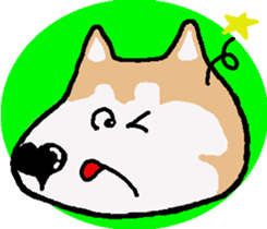 Shiba inu MOMO chan the third as well! 5 sticker #7771900