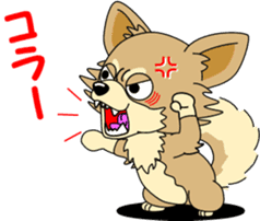 Cute Chihuahua dog sticker #7779935