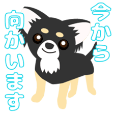 Chihuahua stance sticker #7785576