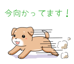 littele mame shiba sticker #7799569