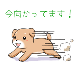 littele mame shiba sticker #7799569