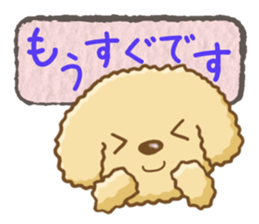 Dog's Sticker. Sticker of the Toy Poodle sticker #7821405