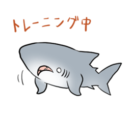 Funny shark sticker #7829389