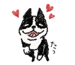 BOSTON TERRIER Life sticker #7852427