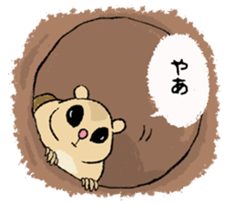 Fiyng squirrel and nocturnal animals sticker #7887926