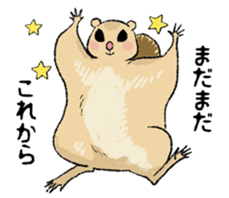 Fiyng squirrel and nocturnal animals sticker #7887929