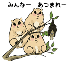 Fiyng squirrel and nocturnal animals sticker #7887930